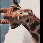 giraffedaddy13