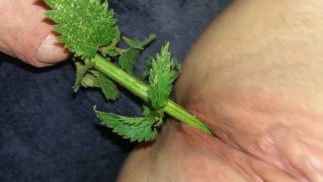 Urethral Nettle Fucking - BDSM Sub kobieta bierze pokrzywę w cipkę