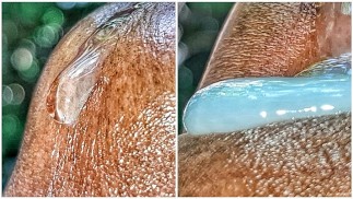 Extremo relaxamento Precum Play em Extremo Close Up FT BigDickinDaJungle