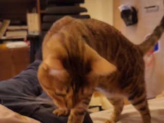 Gatito Caliente Chupando Deliciosamente ... Gatito Comiendo Mientras Te Mira Fijamente