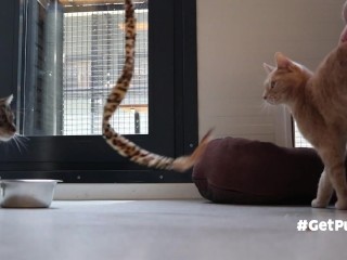 DOS COÑOS (GINGER & DARK) SE COMPLACEN SIMULTÁNEAMENTE CON UN JUGUETE LARGO