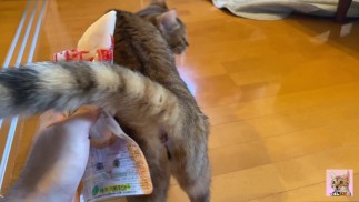 хочет играть с тобой, а не есть