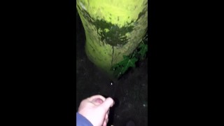 Chorro de árbol